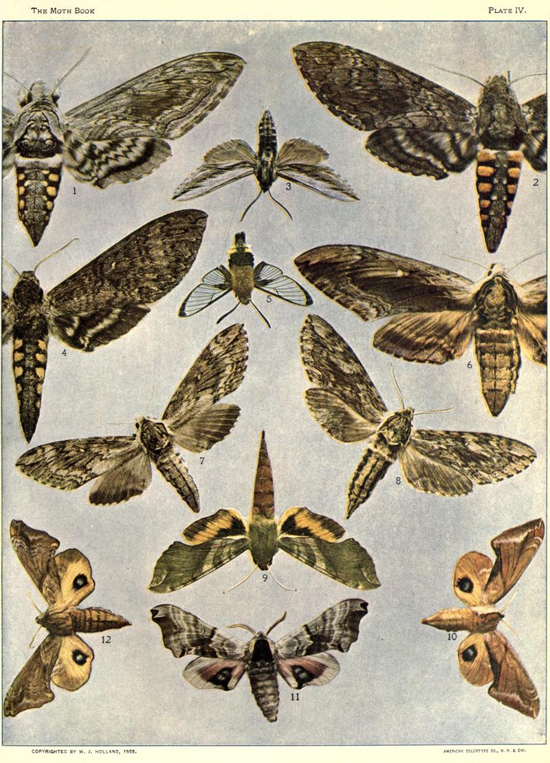 The moth book (Plate IV) BHL21852964