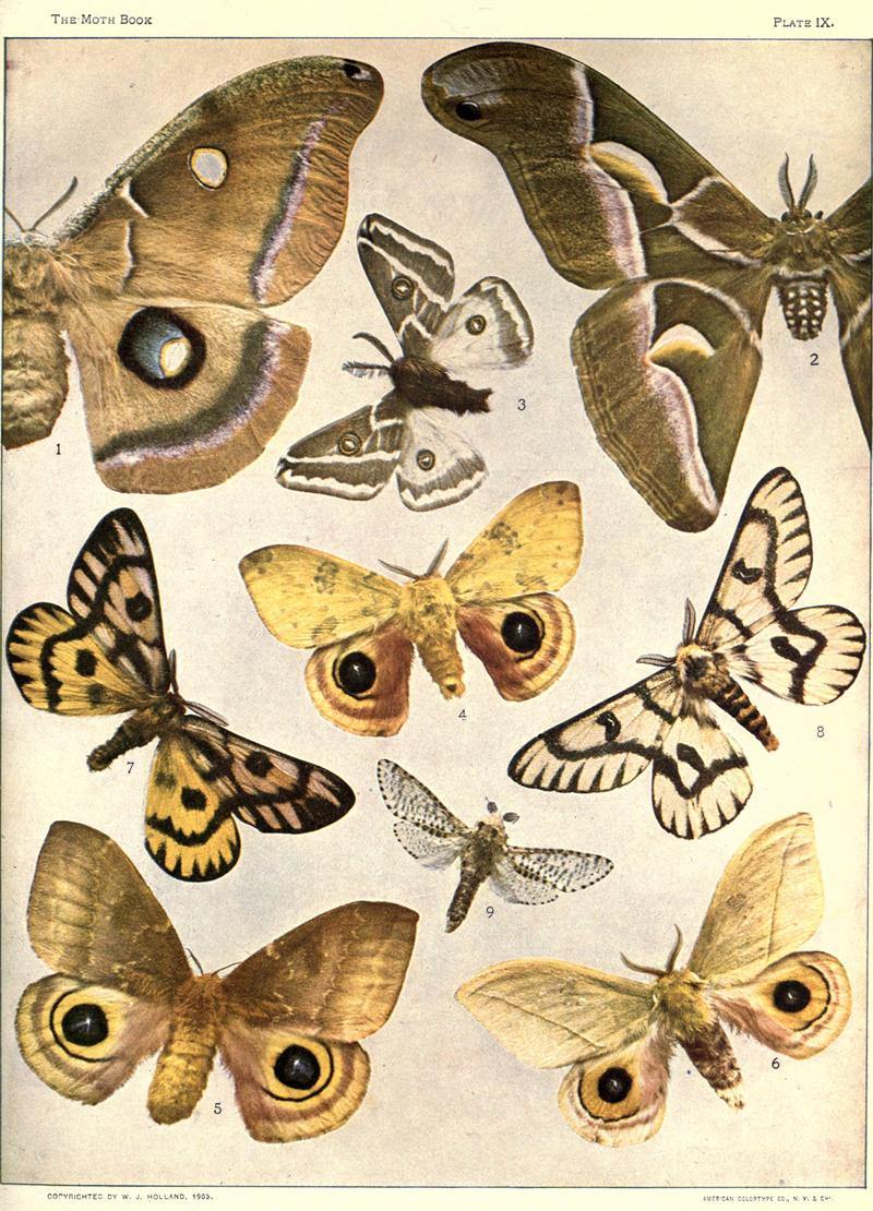 The moth book (Plate IX) BHL21853012