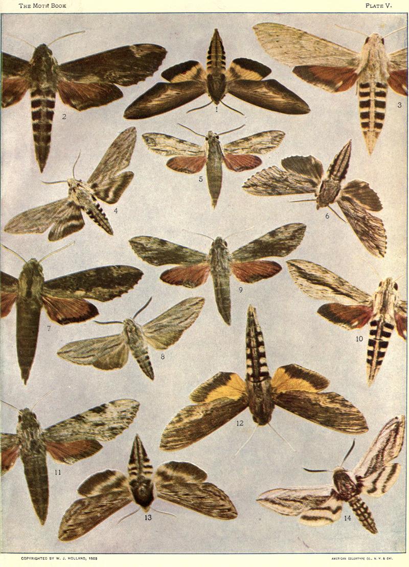The moth book (Plate V) BHL21852974