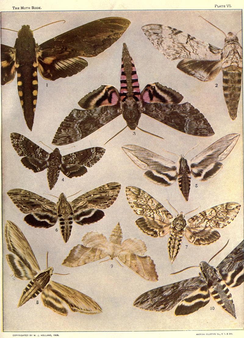 The moth book (Plate VI) BHL21852986