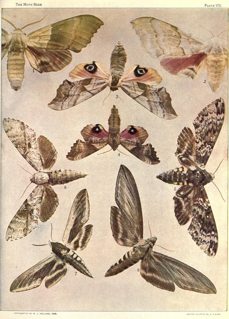 The moth book (Plate VII) BHL21852996