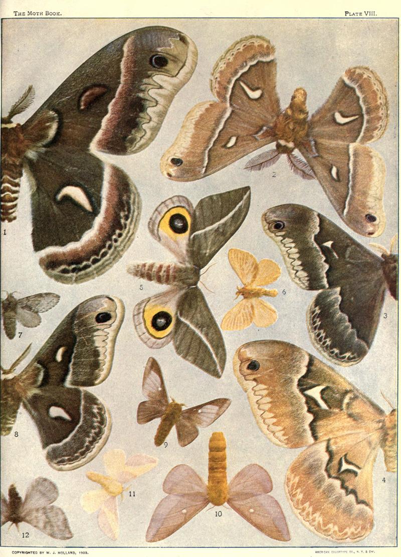 The moth book (Plate VIII) BHL21853004