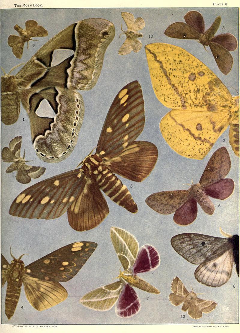 The moth book (Plate X) BHL21853020