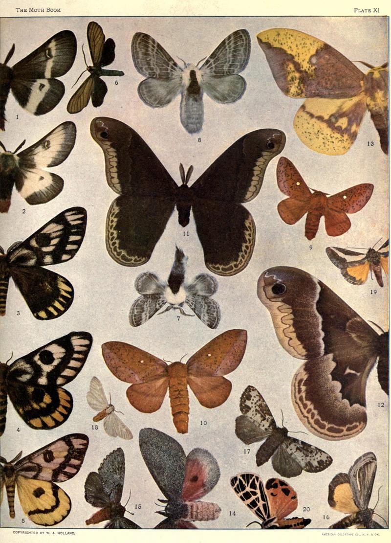 The moth book (Plate XI) BHL21853028