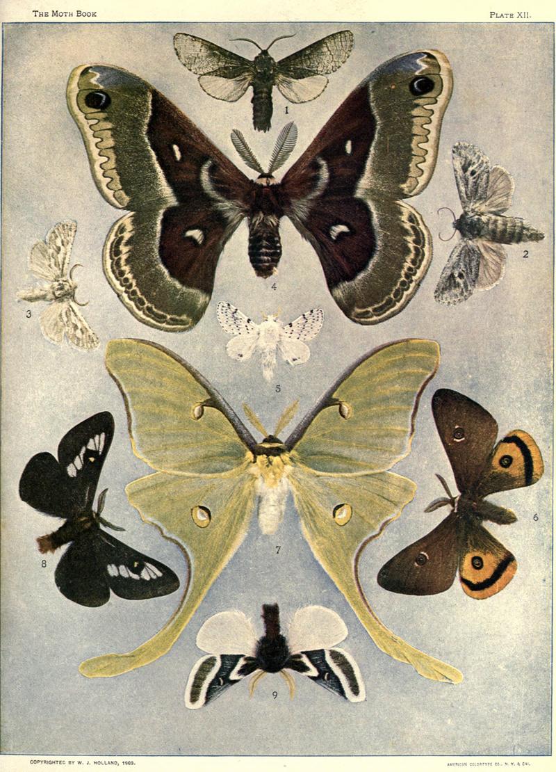 The moth book (Plate XII) BHL21853036