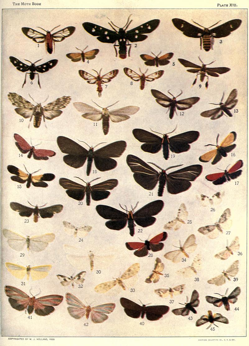 The moth book (Plate XIII) BHL21853052