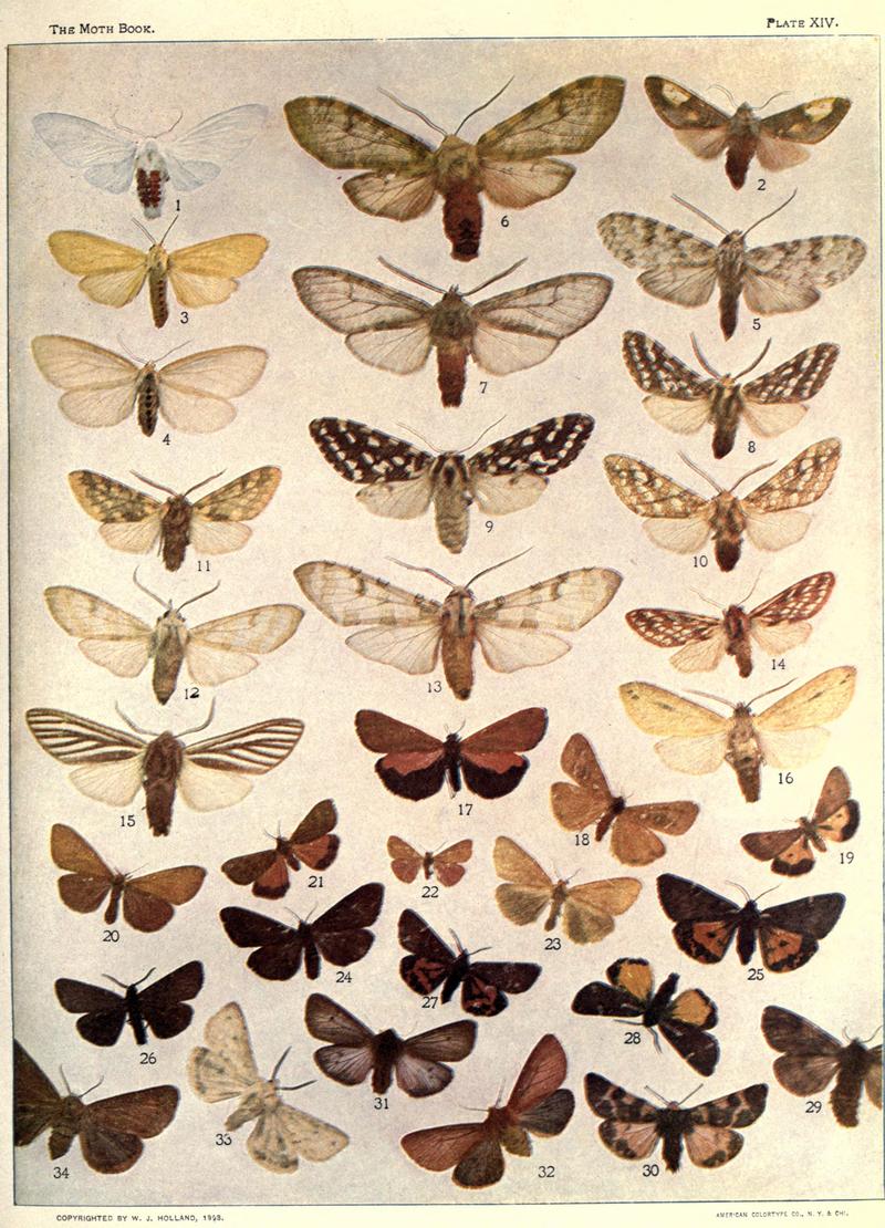 The moth book (Plate XIV) BHL21853064