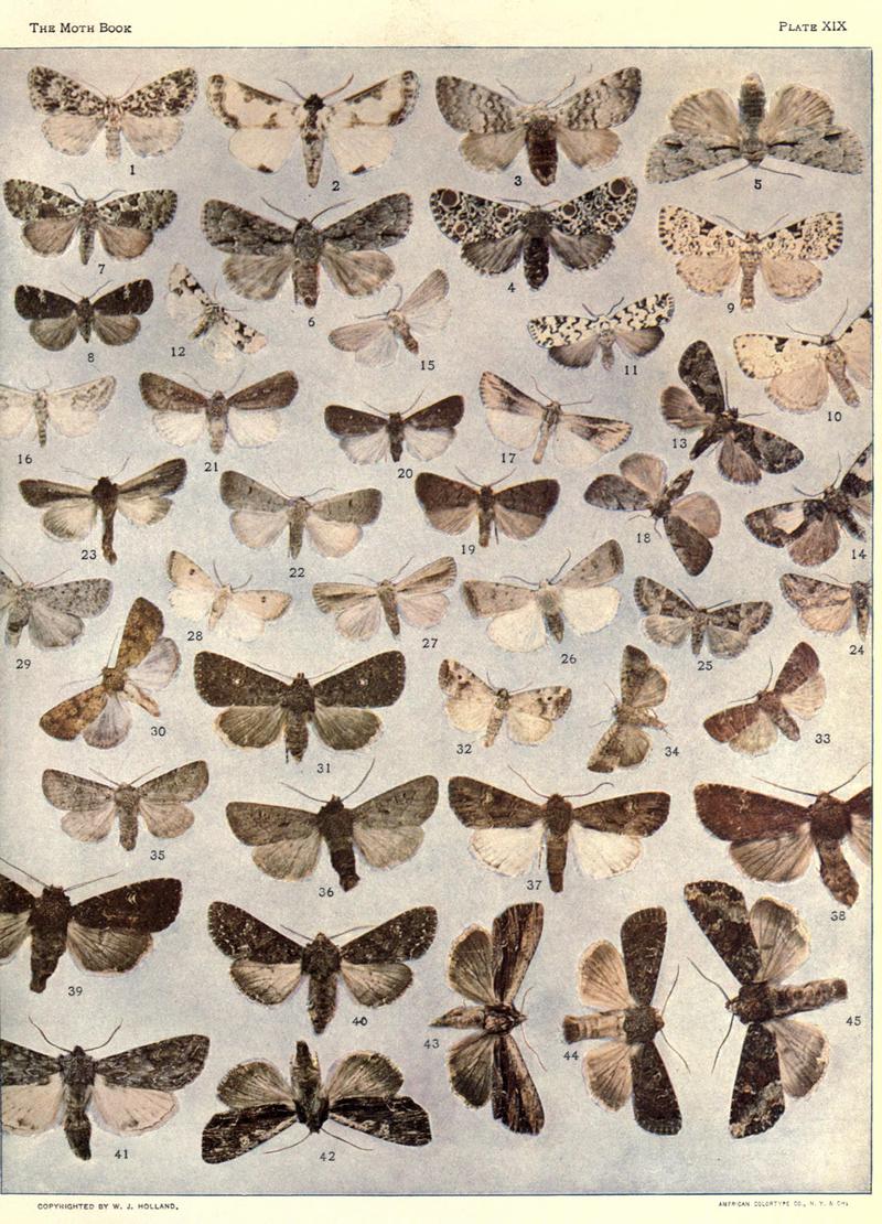 The moth book (Plate XIX) BHL21853132