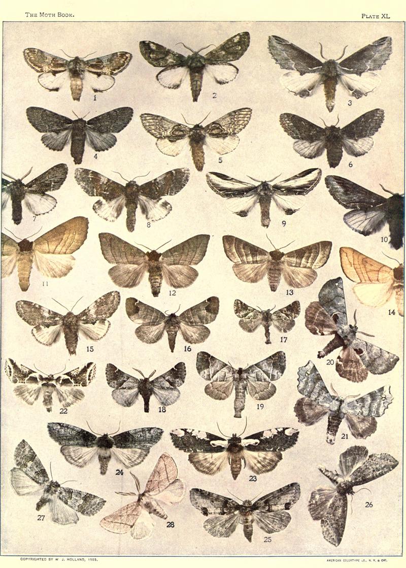 The moth book (Plate XL) BHL21853352