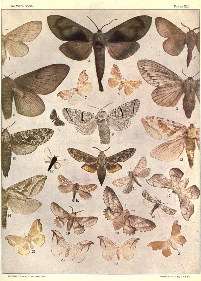 The moth book (Plate XLI) BHL21853370