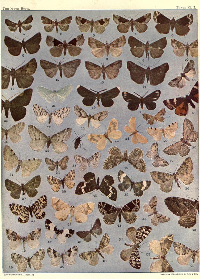 The moth book (Plate XLII) BHL21853390