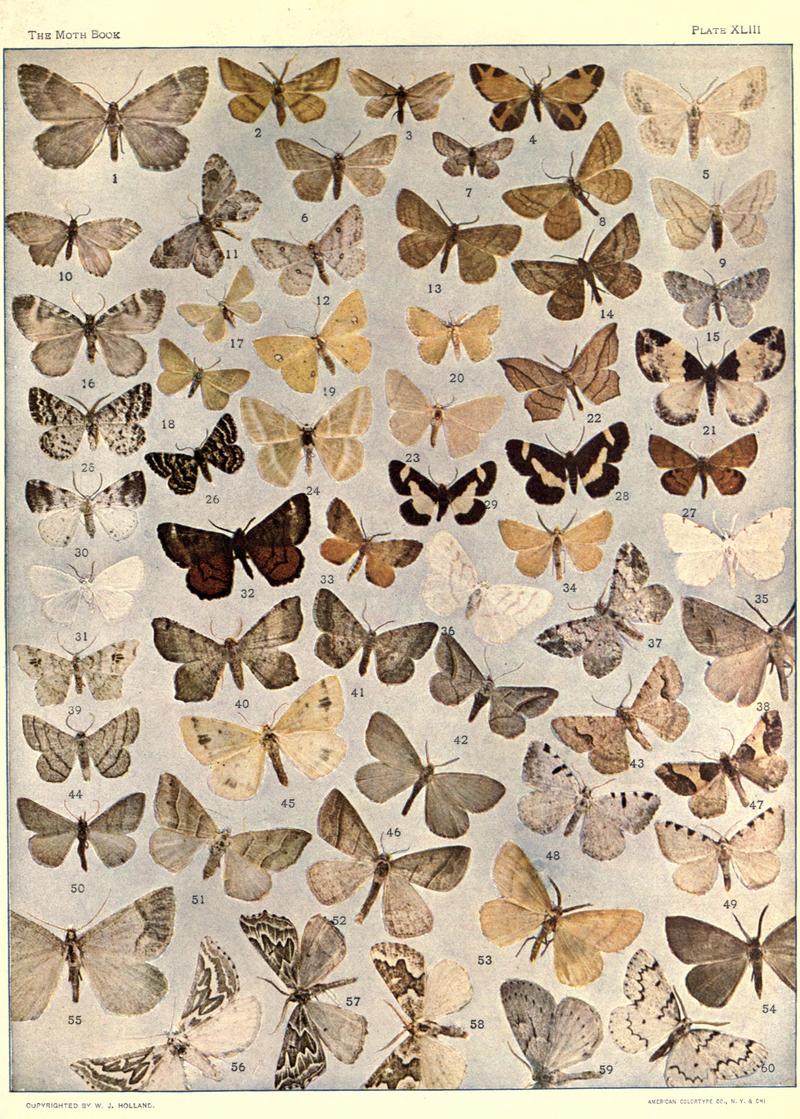 The moth book (Plate XLIII) BHL21853402