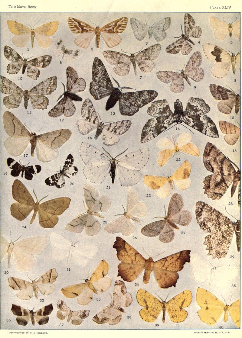 The moth book (Plate XLIV) BHL21853416