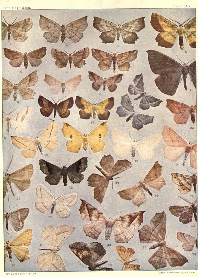 The moth book (Plate XLV) BHL21853426