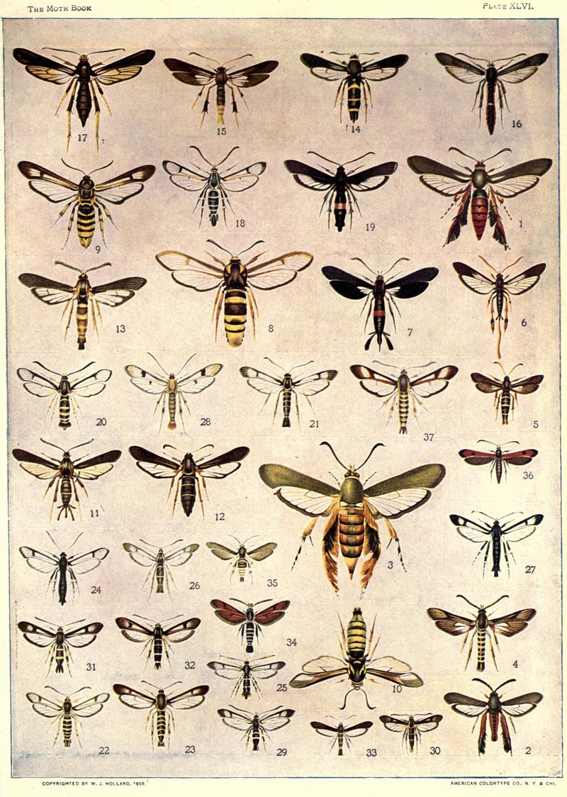 The moth book (Plate XLVI) BHL21853458