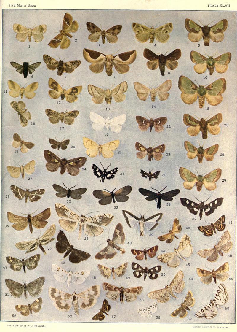 The moth book (Plate XLVII) BHL21853474