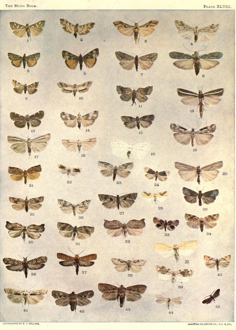 The moth book (Plate XLVIII) BHL21853496