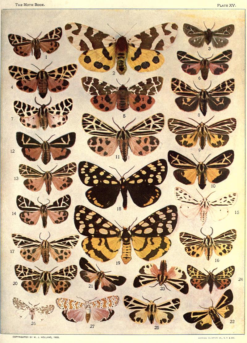 The moth book (Plate XV) BHL21853074