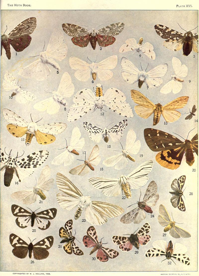 The moth book (Plate XVI) BHL21853090