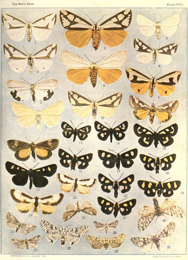 The moth book (Plate XVII) BHL21853100
