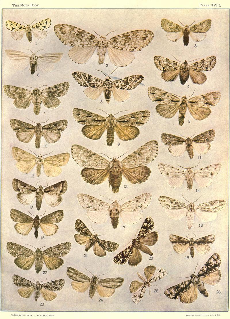 The moth book (Plate XVIII) BHL21853120