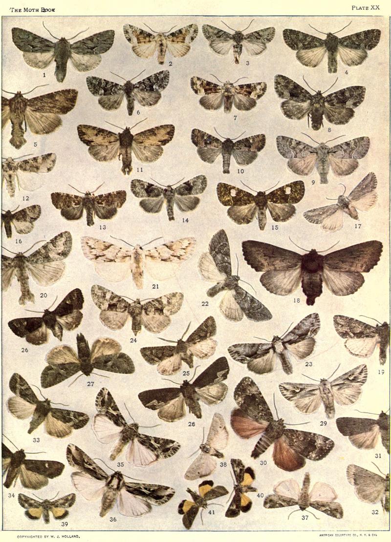 The moth book (Plate XX) BHL21853148