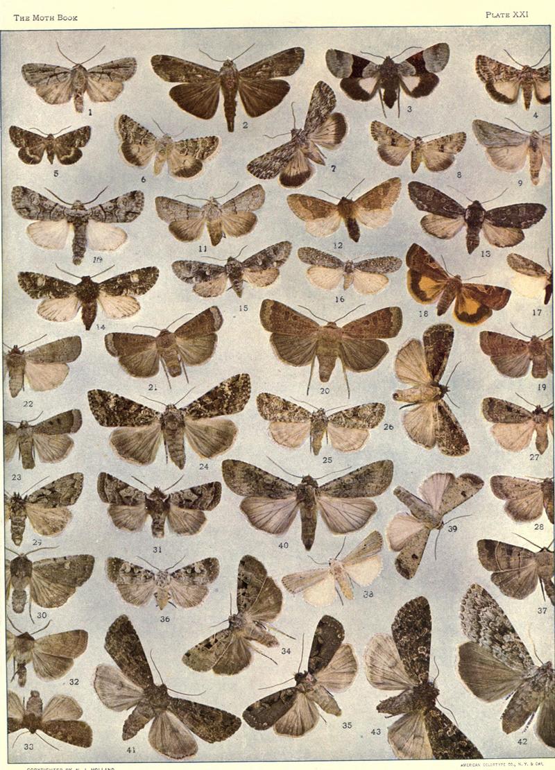The moth book (Plate XXI) BHL21853158