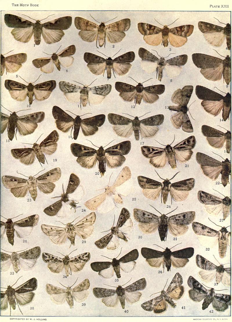 The moth book (Plate XXII) BHL21853168