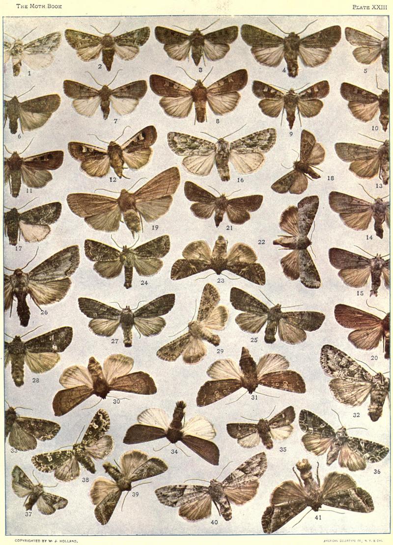 The moth book (Plate XXIII) BHL21853178