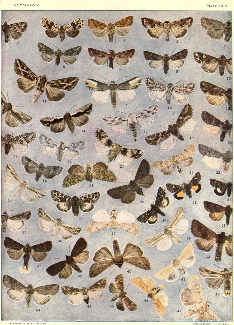 The moth book (Plate XXIV) BHL21853192