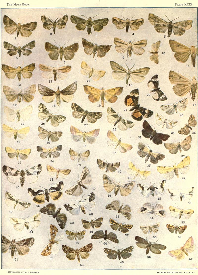 The moth book (Plate XXIX) BHL21853260