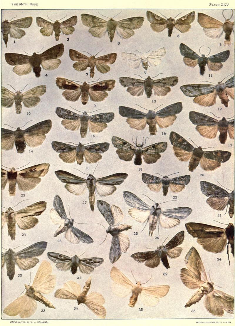 The moth book (Plate XXV) BHL21853202
