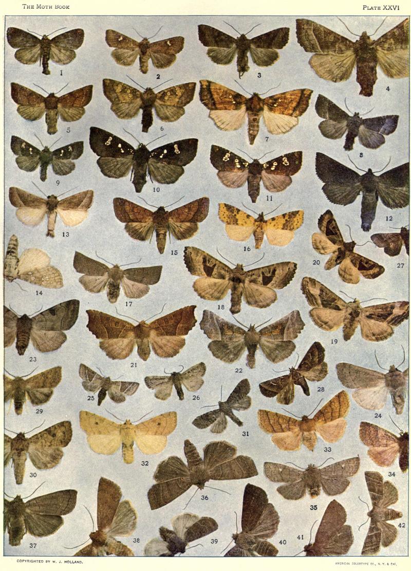 The moth book (Plate XXVI) BHL21853214