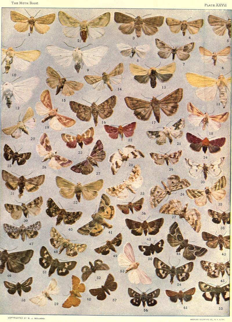 The moth book (Plate XXVII) BHL21853228