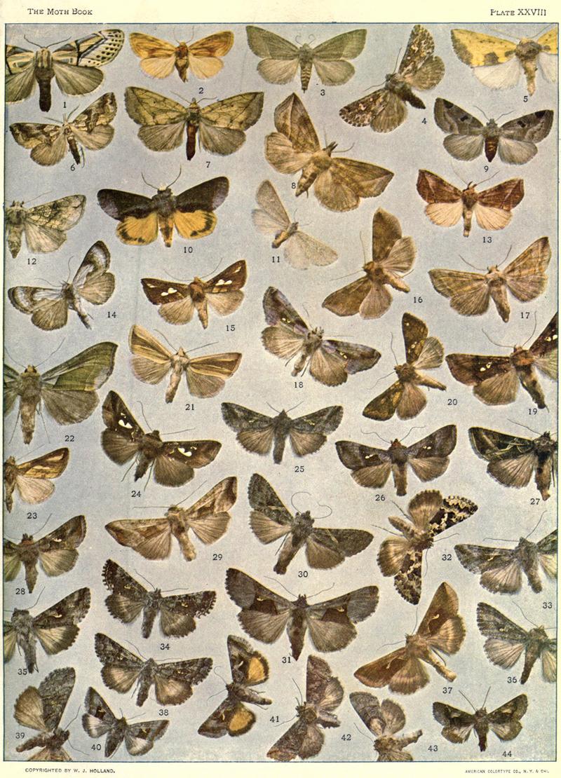 The moth book (Plate XXVIII) BHL21853244