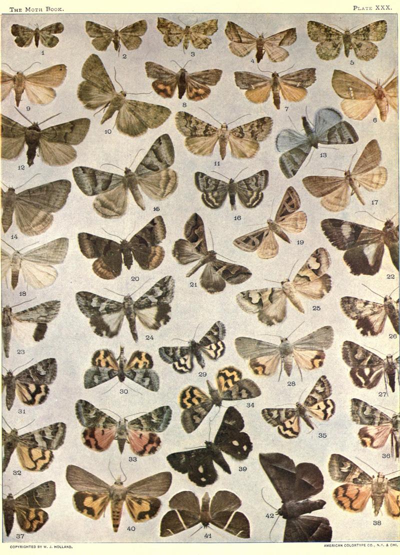 The moth book (Plate XXX) BHL21853272