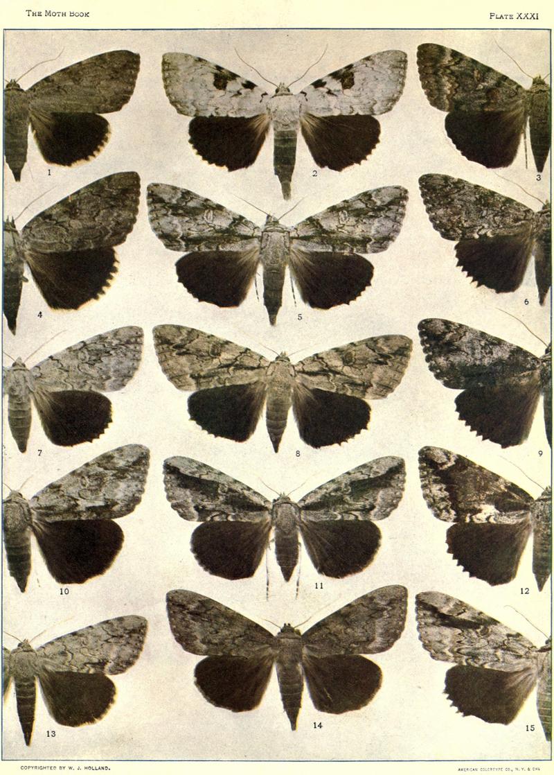 The moth book (Plate XXXI) BHL21853278