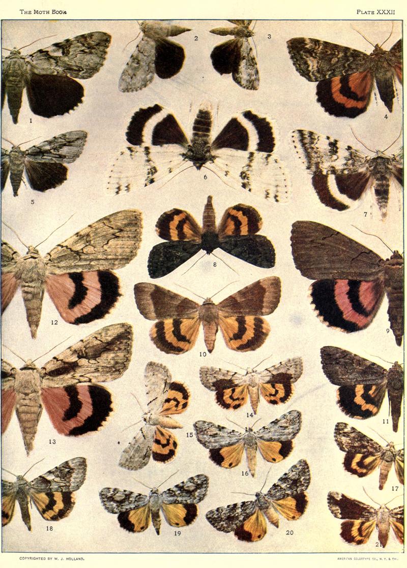 The moth book (Plate XXXII) BHL21853286
