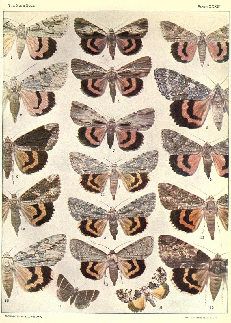 The moth book (Plate XXXIII) BHL21853292