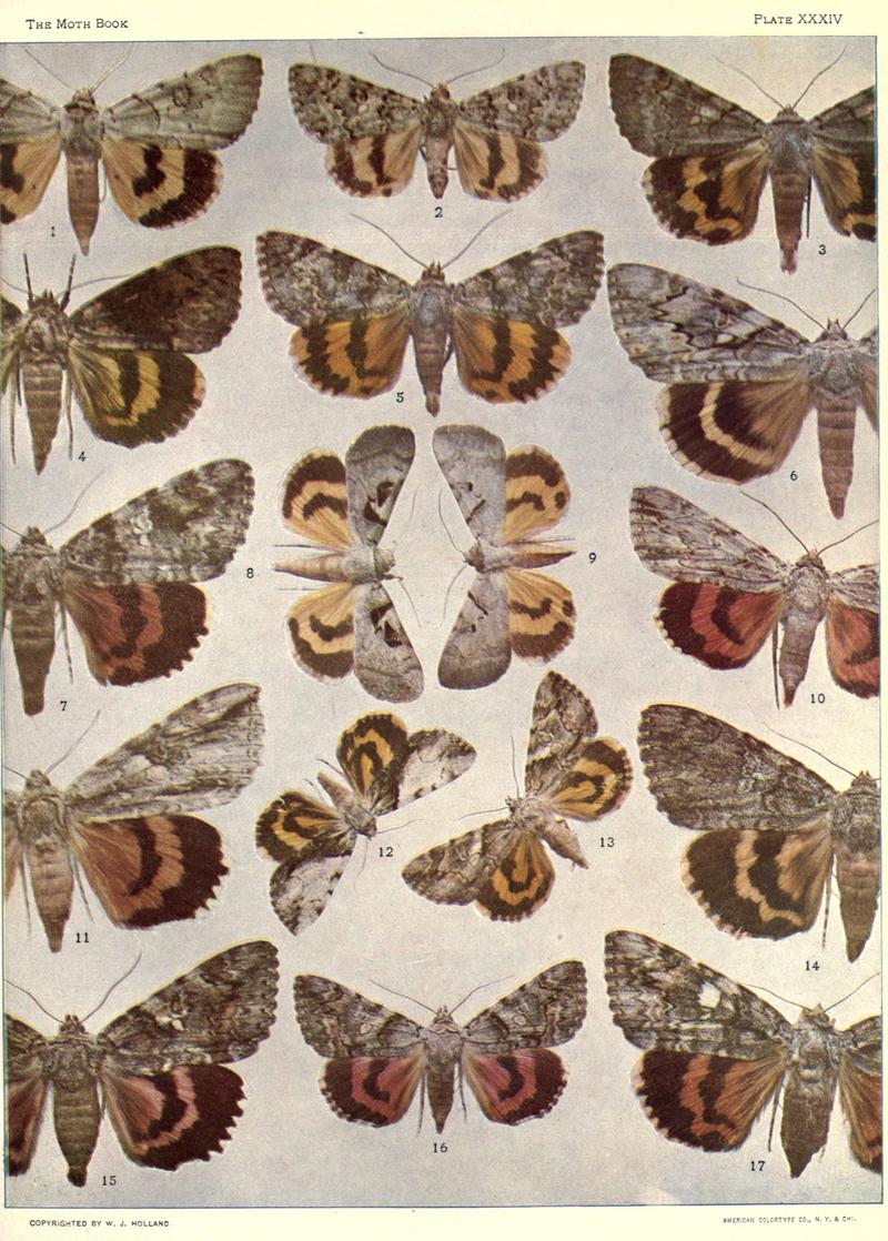 The moth book (Plate XXXIV) BHL21853298