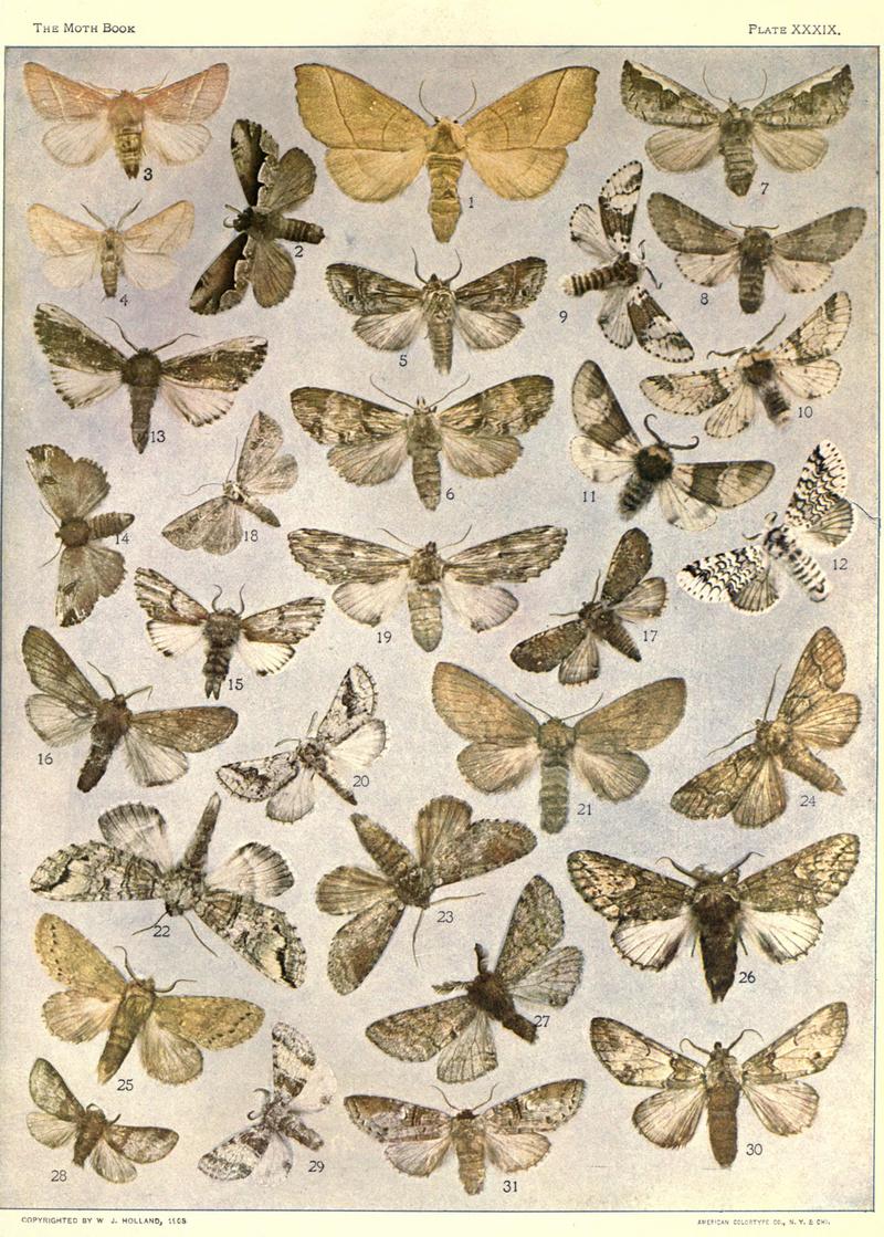 The moth book (Plate XXXIX) BHL21853344