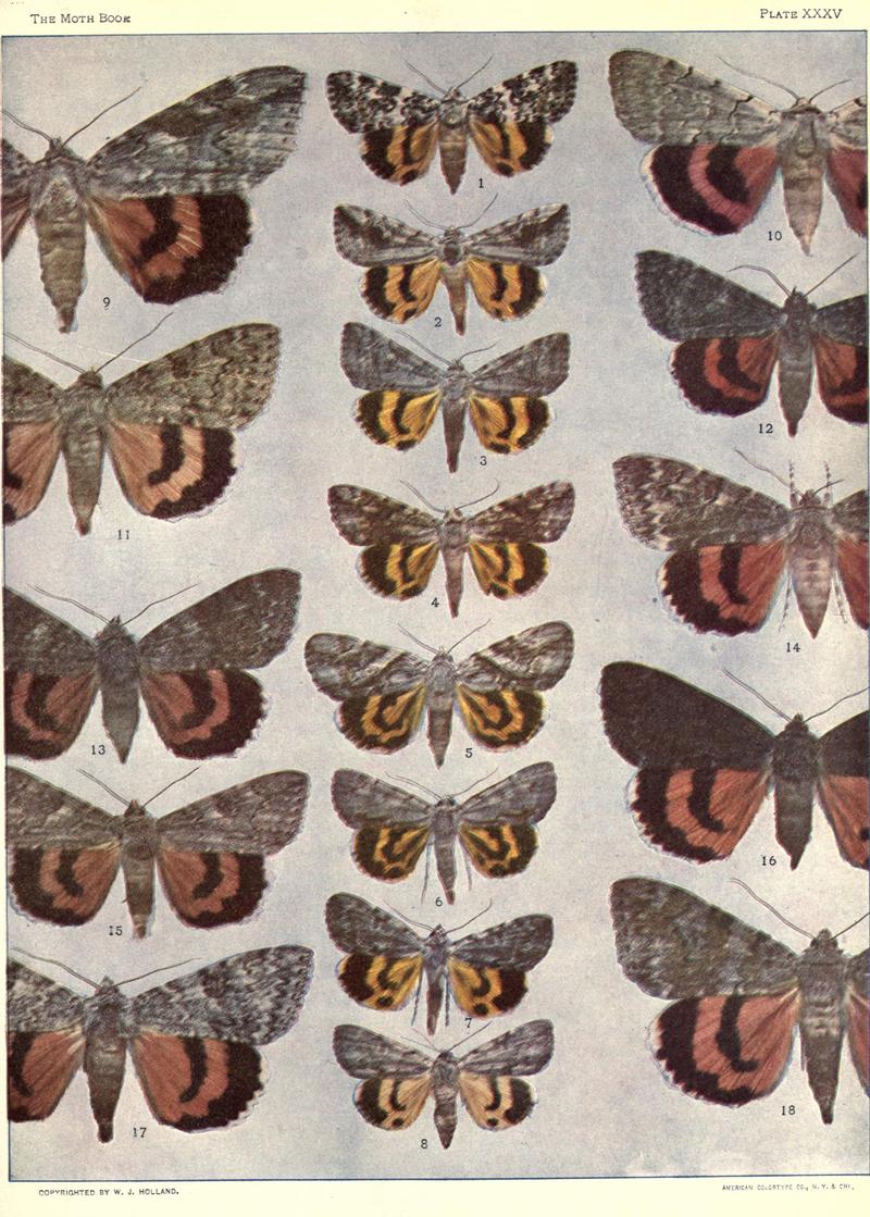 The moth book (Plate XXXV) BHL21853304
