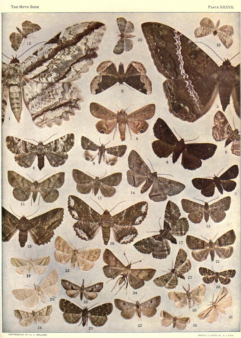 The moth book (Plate XXXVII) BHL21853318