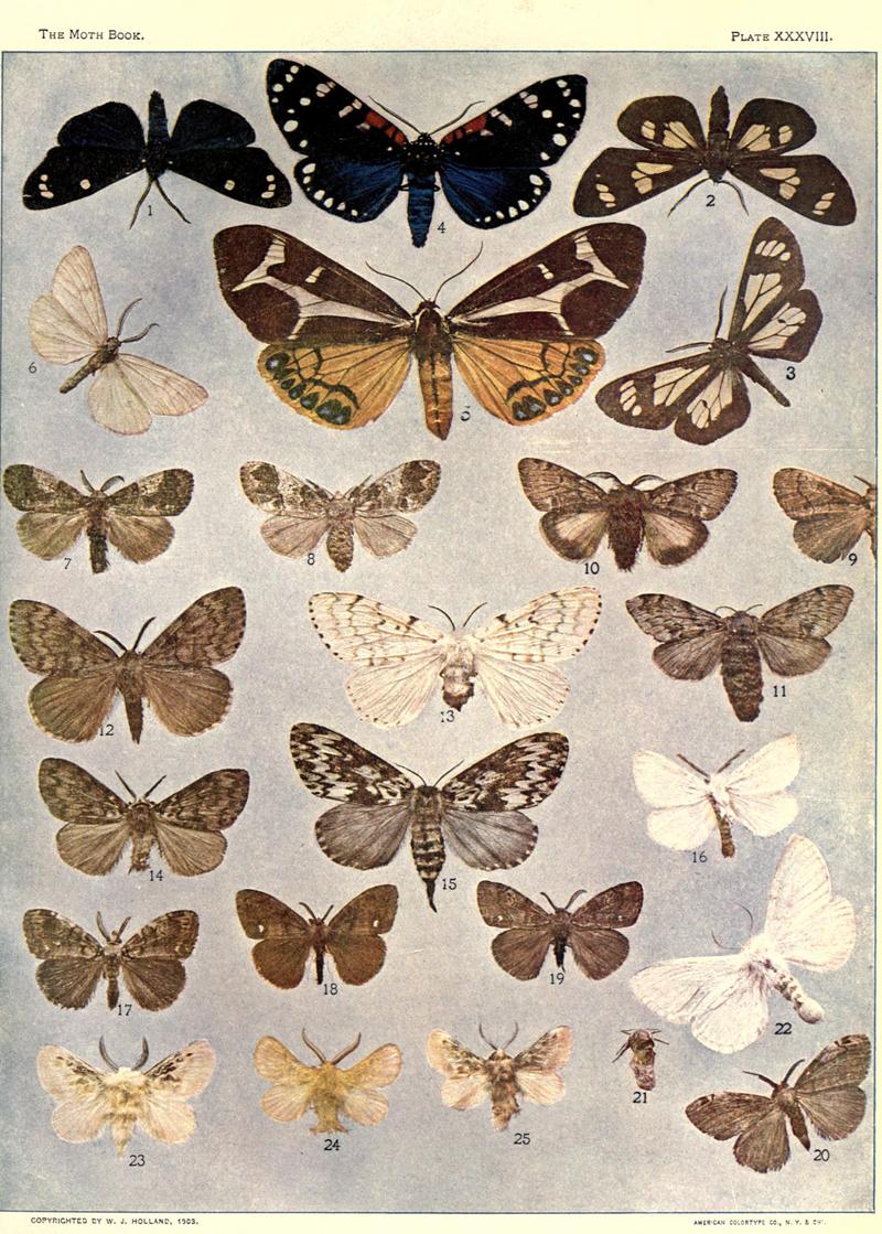The moth book (Plate XXXVIII) BHL21853334
