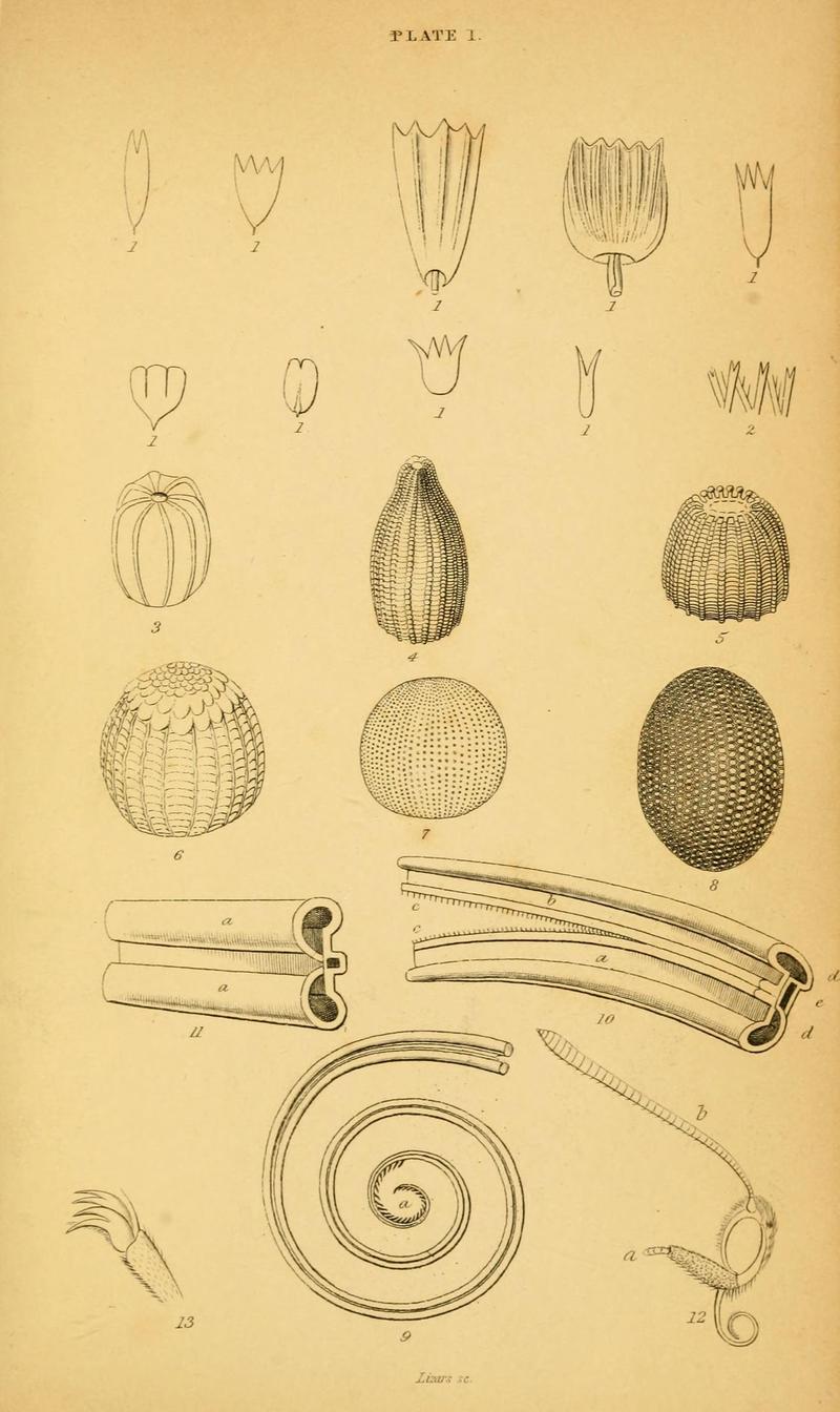 The natural history of British butterflies (Plate 1) (6076673957)