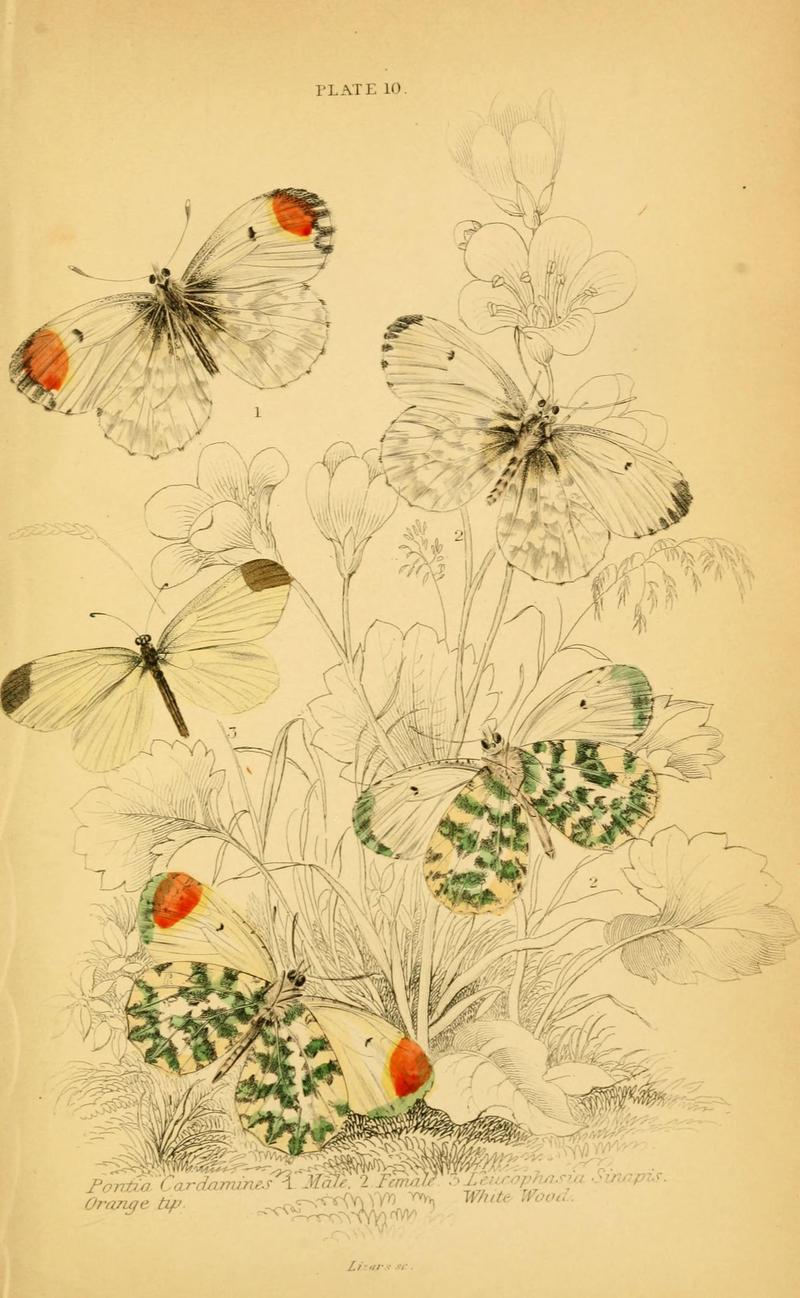 The natural history of British butterflies (Plate 10) (6077215158)