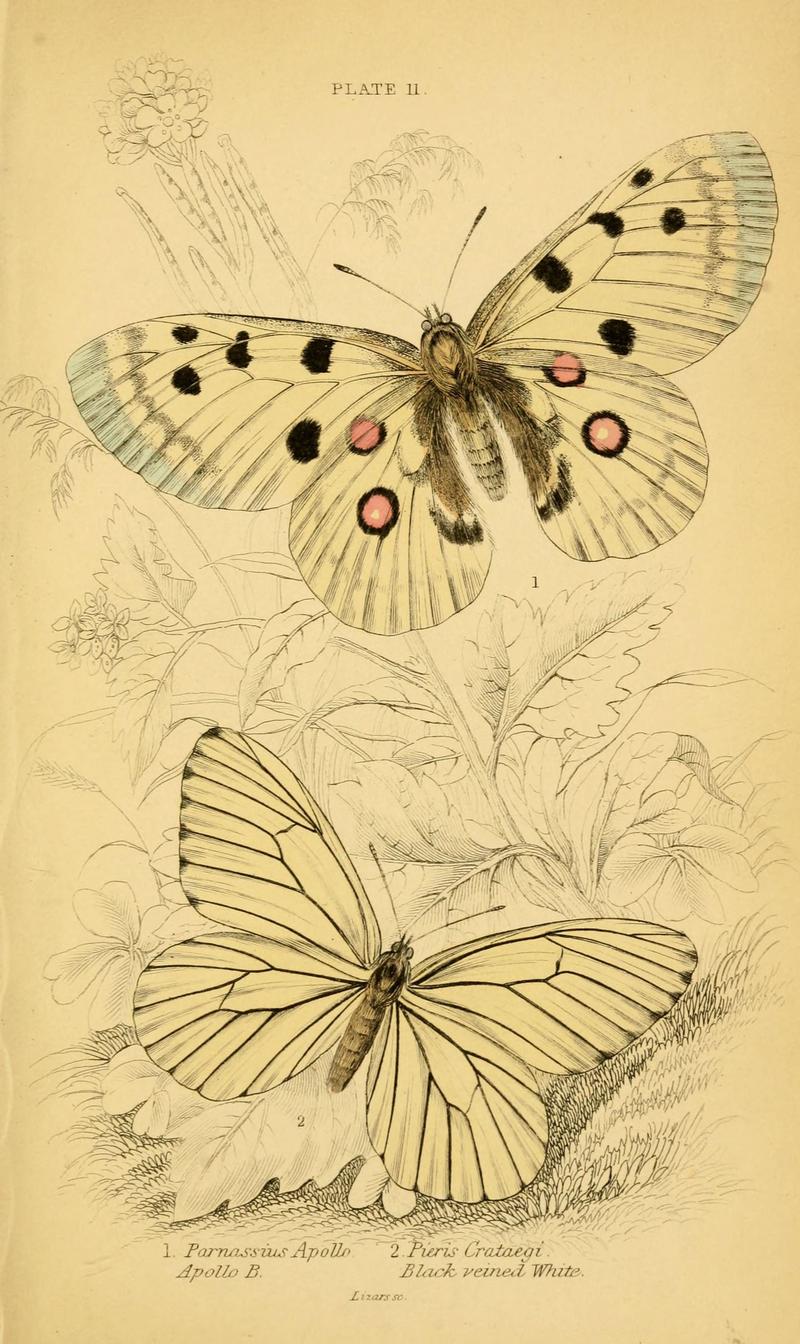 The natural history of British butterflies (Plate 11) (6077215500)
