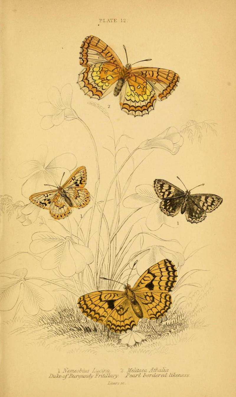 The natural history of British butterflies (Plate 12) (6076677219)