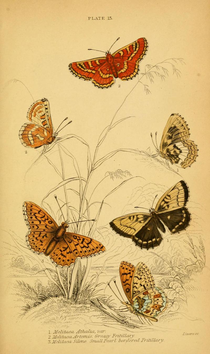 The natural history of British butterflies (Plate 13) (6077216088)