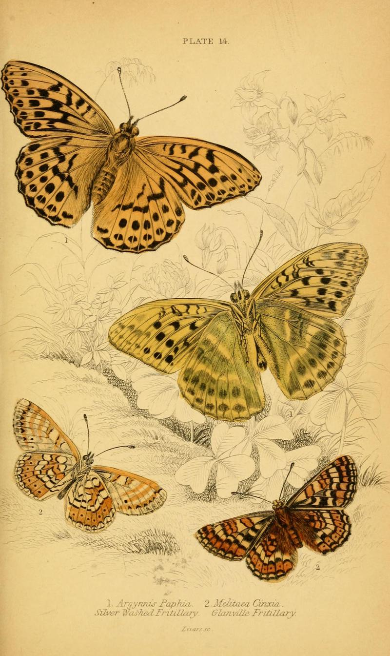 The natural history of British butterflies (Plate 14) (6077216306)
